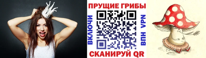 Псилоцибиновые грибы Cubensis  Купить  Белореченск 